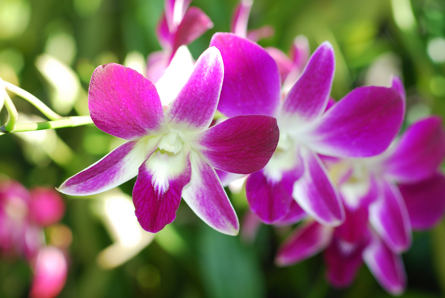 Orchid-Garden