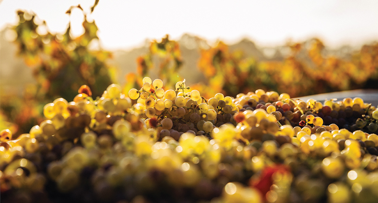 grape farm